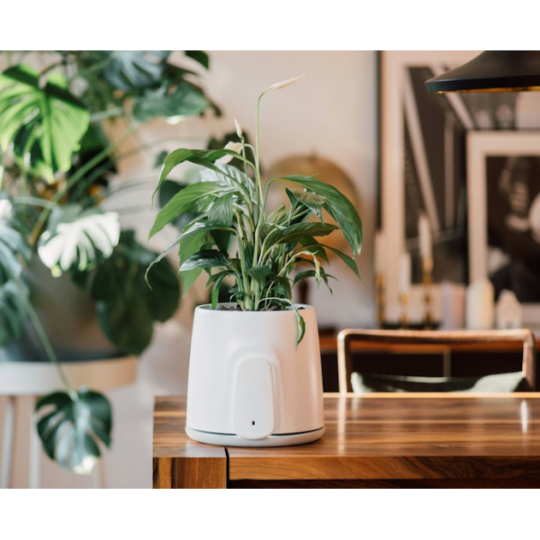 Vitesy Natede Smart White Pot & Grey Base | Klikk Malta